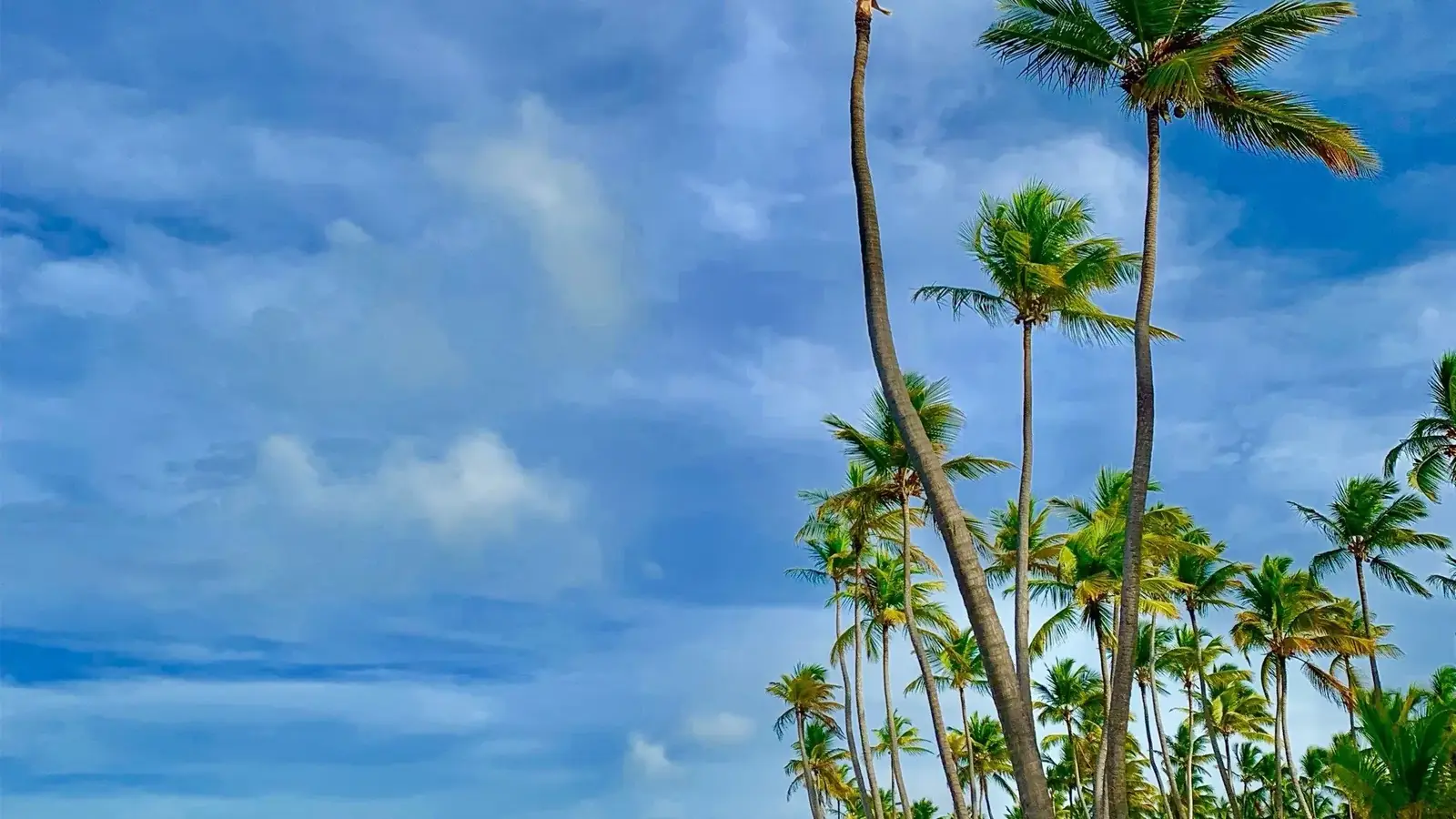 Soirées et clubs à Punta Cana, toute l'année, saison haute de décembre à avril